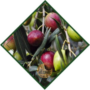 Ayvalık Zeytin Fidanı