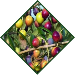 Gemlik Zeytin Fidanı