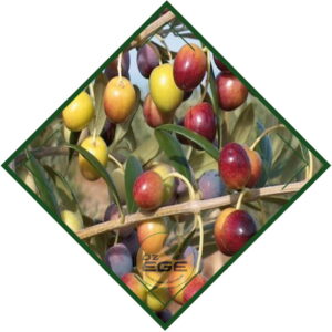 Arbeqine Zeytin Fidanı