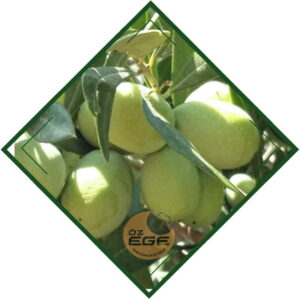 Domat Zeytin Fidanı