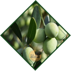 Gemlik 21 Zeytin Fidanı