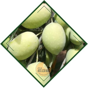 Memecik Zeytin Fidanı