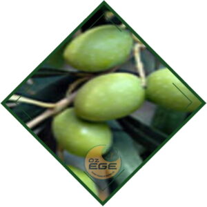 Yamalak Sarısı Zeytin Fidanı